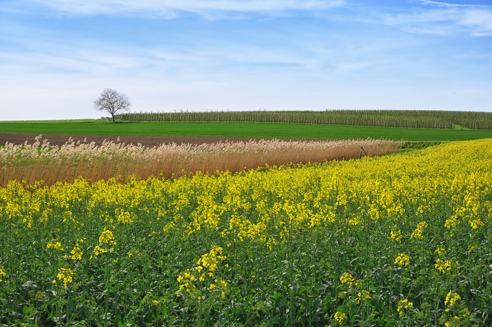 die Natur zeigt Farbe...