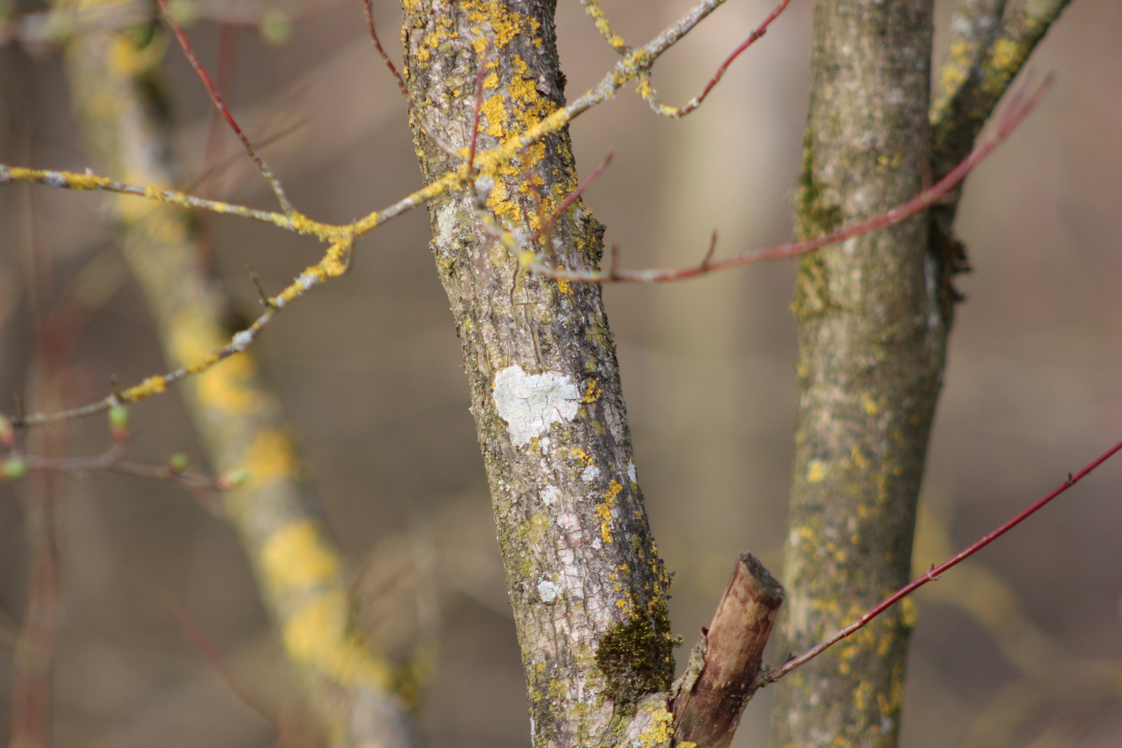 Die Natur zeigt Herz