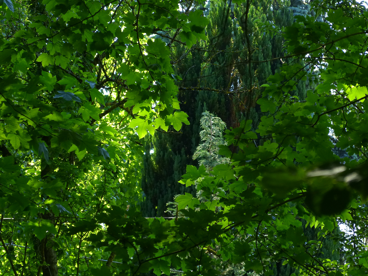 die Natur zeigt ihre Schönheit- oft sehr nahe und unerkannt.