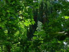 die Natur zeigt ihre Schönheit- oft sehr nahe und unerkannt.