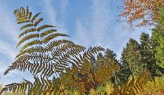 Die Natur zeigt sich schon recht bunt ...