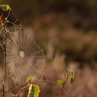 Die Naturlandschaft Mehlinger Heide bietet jetzt sehr schöne Herbstmotive.