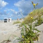 Die Naturwelt am Strand