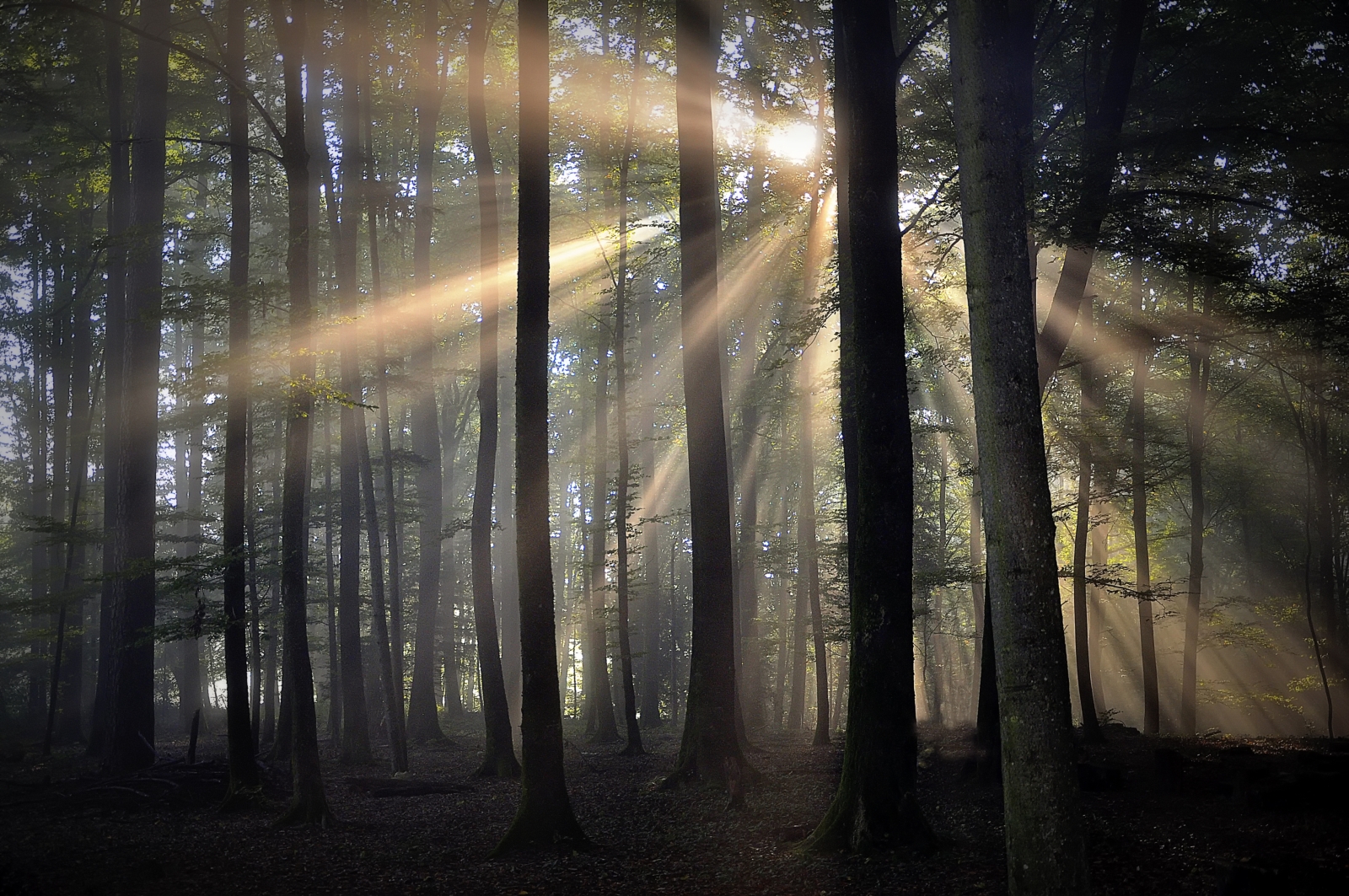 Die Nebel schleichen durch die Wälder