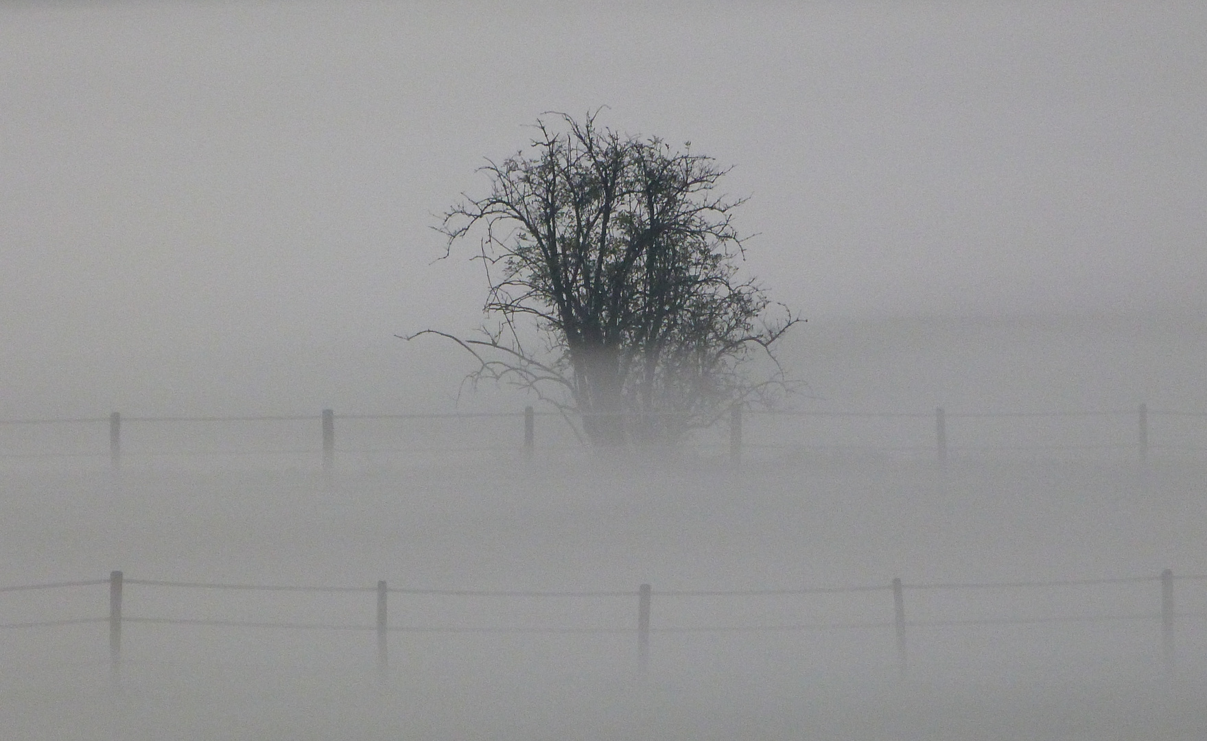 Die Nebel von Avalon 1