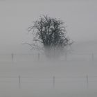 Die Nebel von Avalon 1