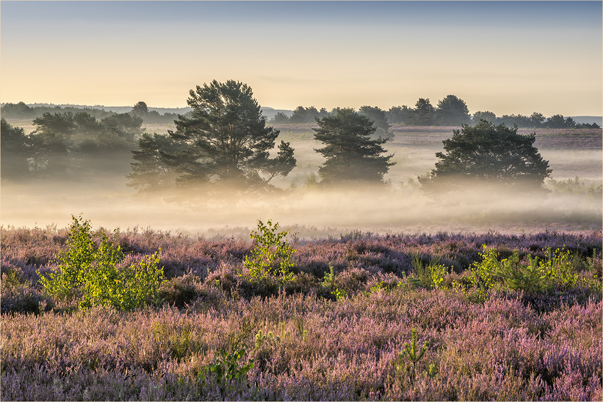 die nebel von mehlingen Foto & Bild Bilder auf