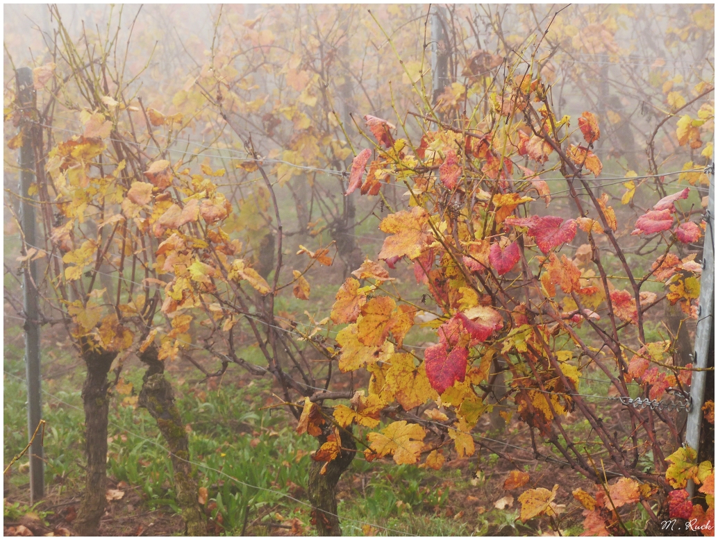 Die Nebel ziehen das Maintal hoch in die Weinberge ,