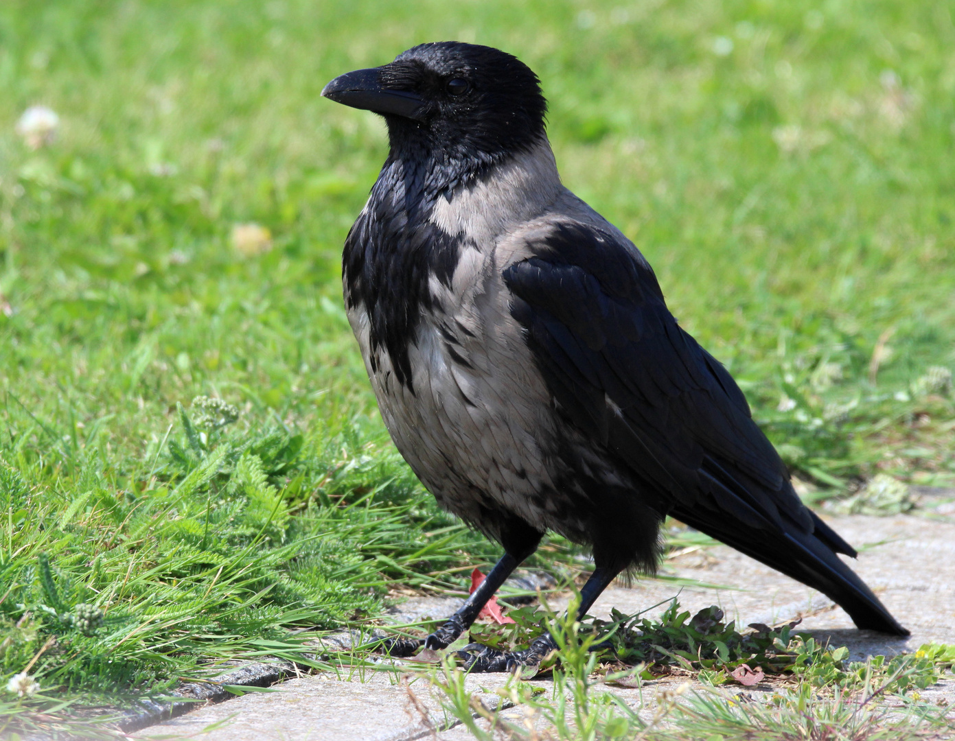 Die Nebelkrähe - corvus cornix