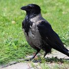 Die Nebelkrähe - corvus cornix
