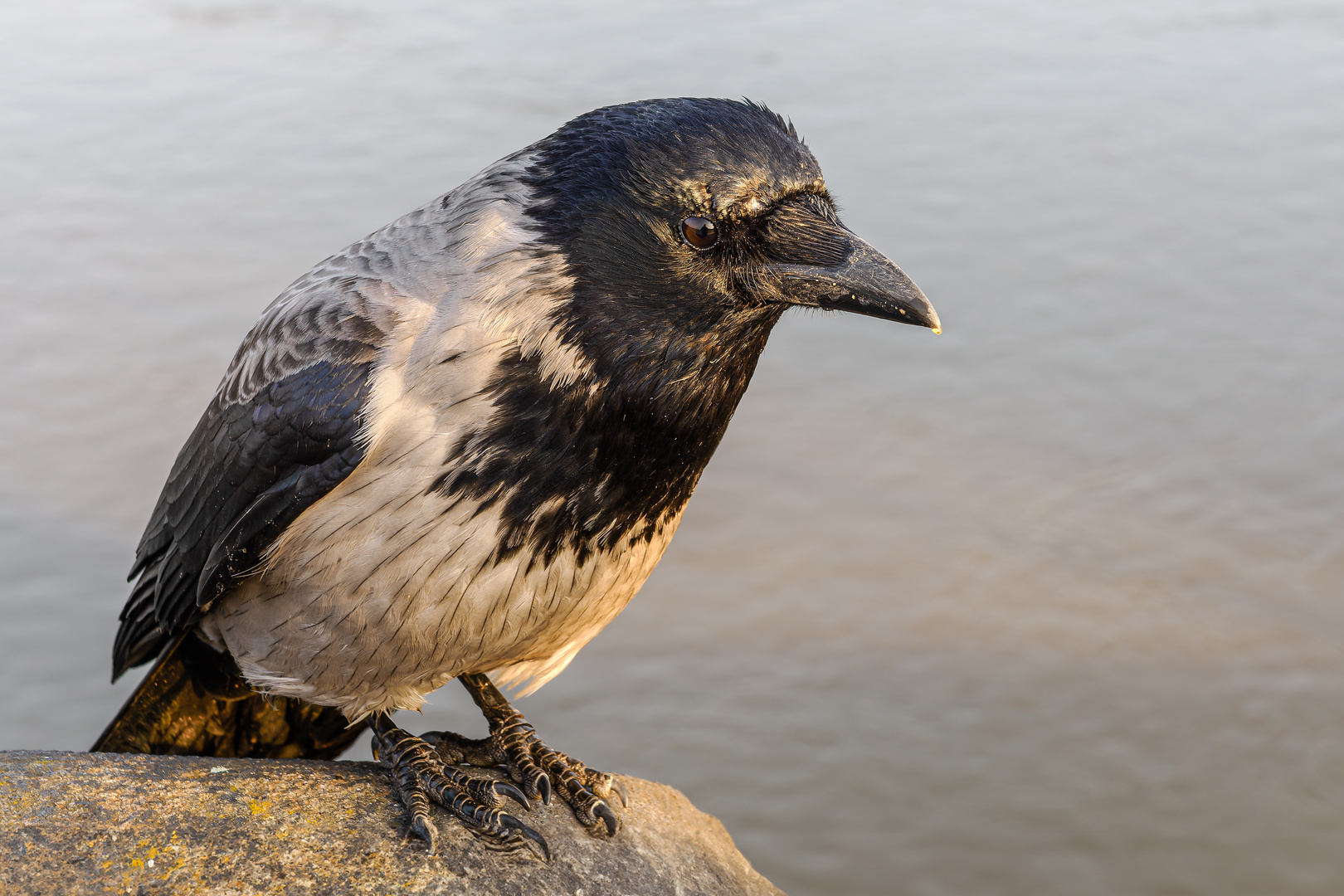 Die Nebelkrähe (Corvus Cornix)