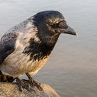 Die Nebelkrähe (Corvus Cornix)