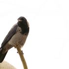 Die Nebelkrähe (Corvus corone)