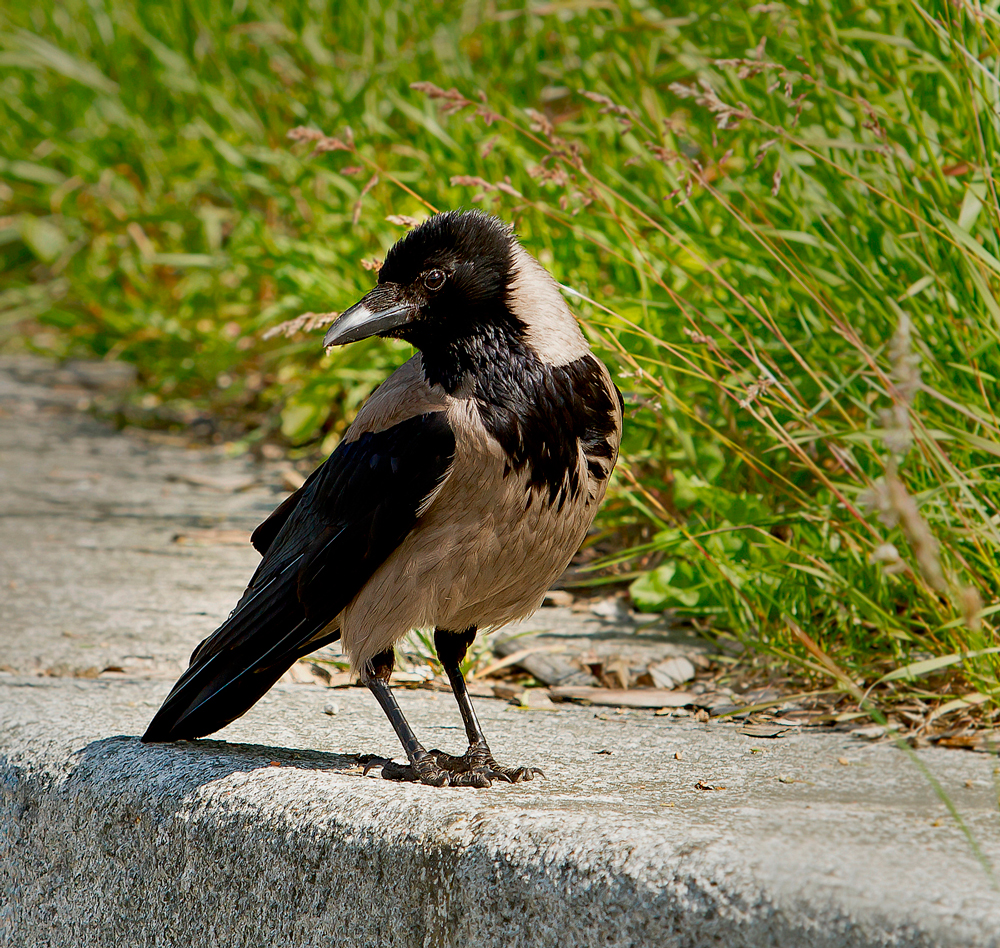 Die Nebelkrähe (Corvus corone cornix)