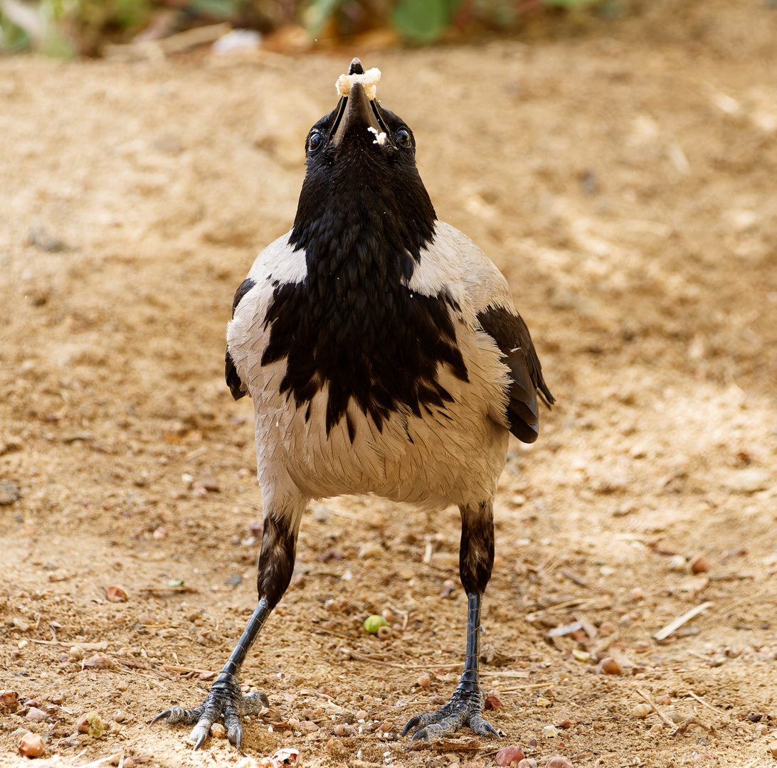 Die Nebelkrähe Foto & Bild fotos, world, natur Bilder auf