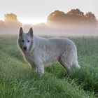 Die Nebelzeit beginnt ...