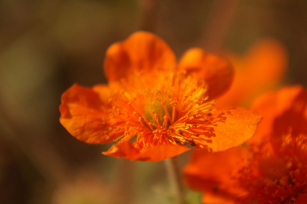 Die Nelkenwurz besticht in herrlichem Orange