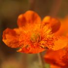 Die Nelkenwurz besticht in herrlichem Orange