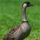 "Die Nene" - hier auf Kauai, Hawaii