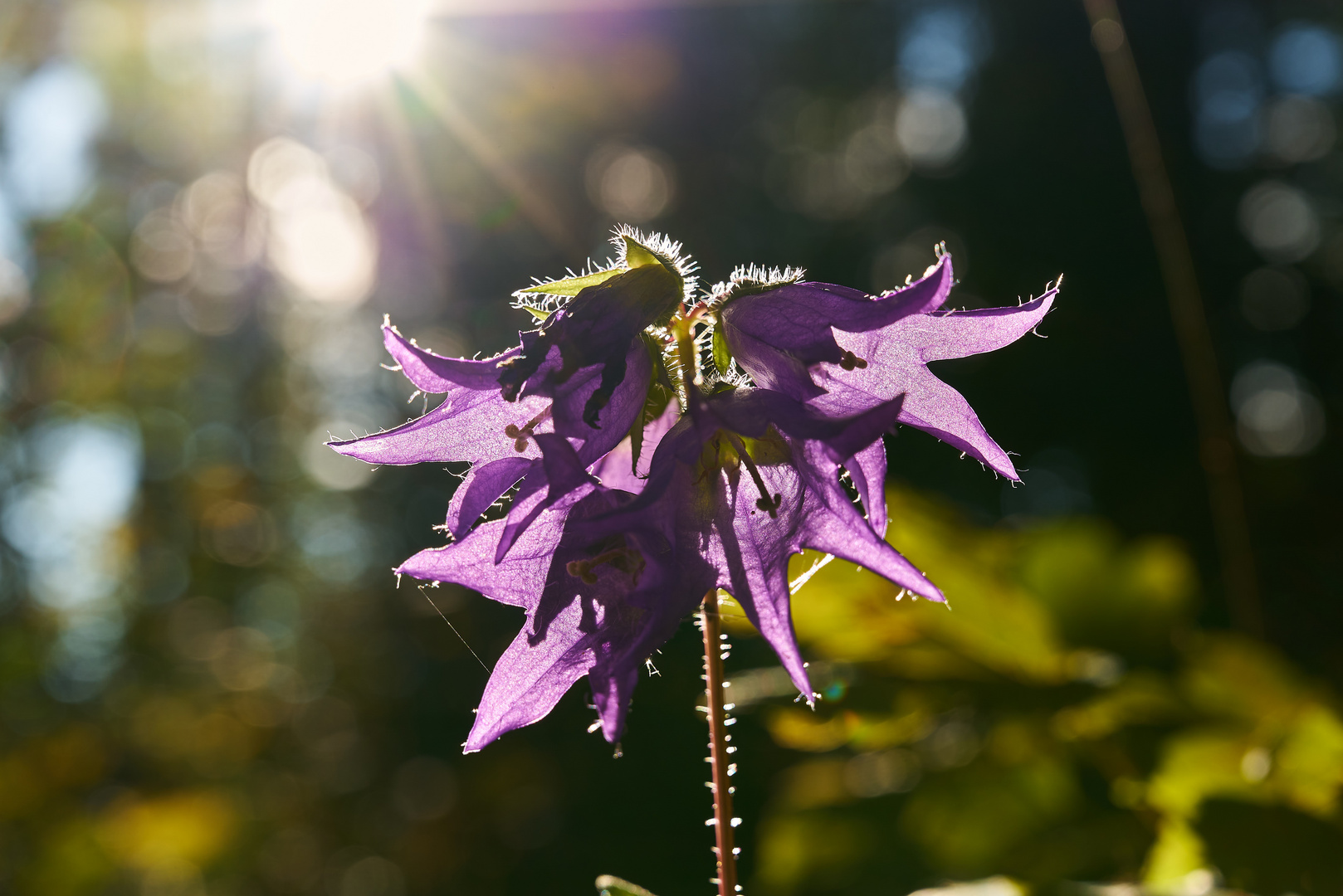 Die Nesselblättrige Glockenblume (Campanula trachelium)