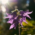 Die Nesselblättrige Glockenblume (Campanula trachelium)