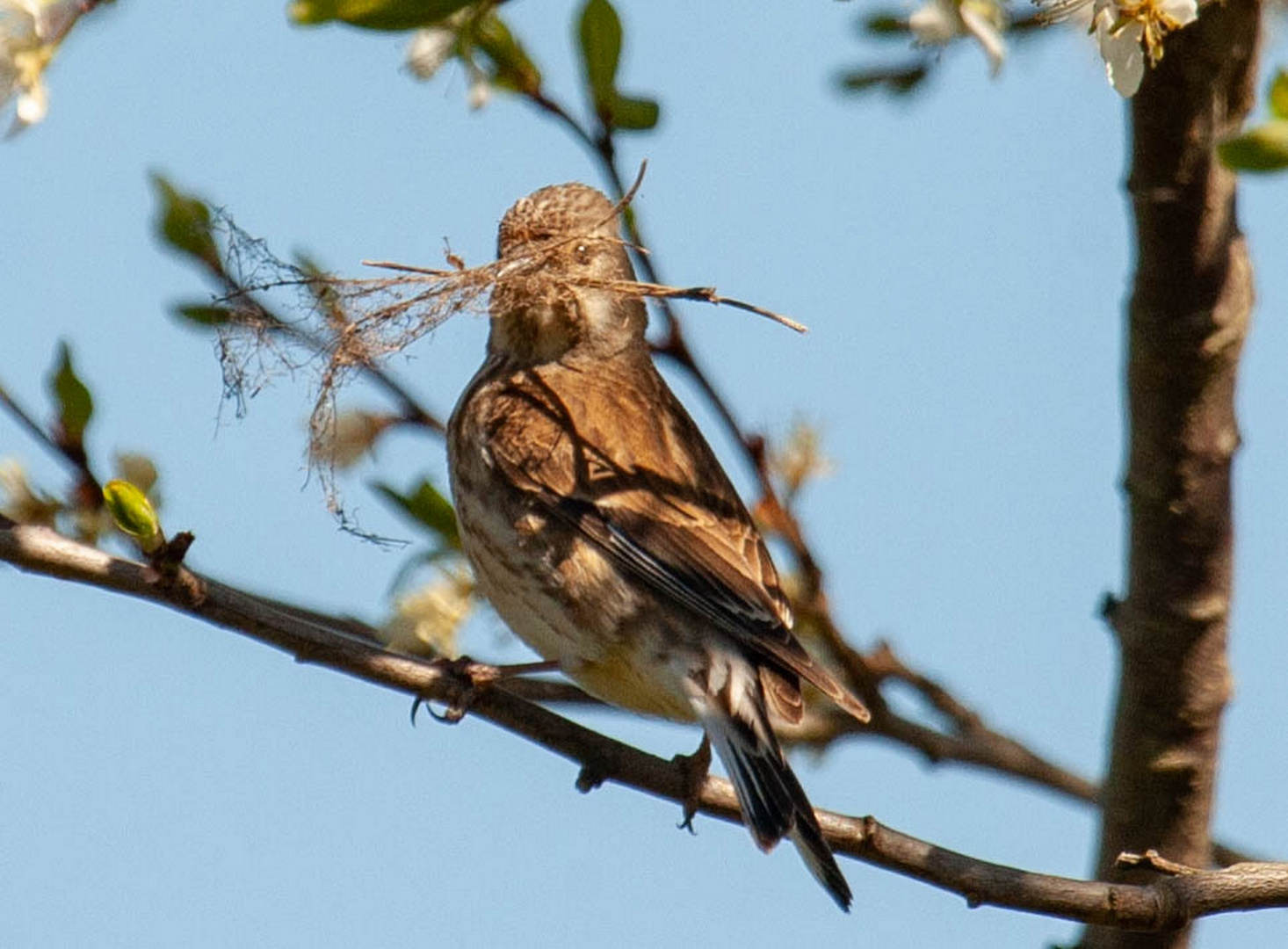 Die Nestbauer 3