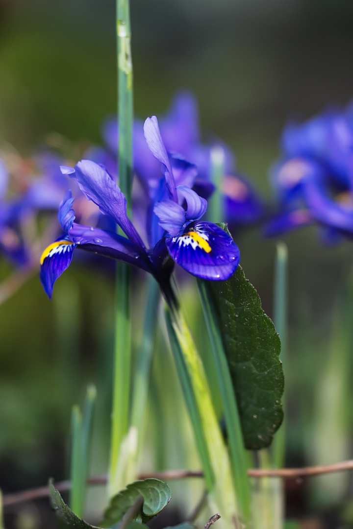 Die Netzblatt-Iris