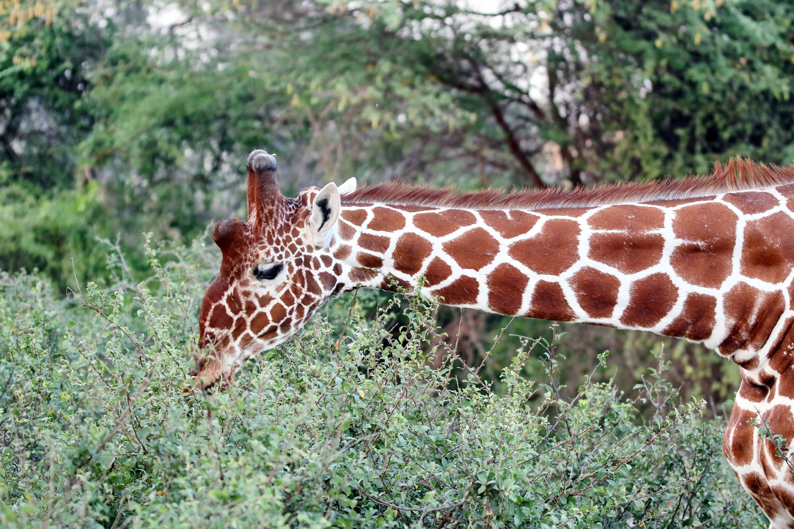 Die Netzgiraffe (Giraffa reticulata)