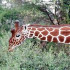 Die Netzgiraffe (Giraffa reticulata)