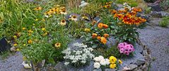 Die Neubepflanzung vor dem Gartenteich macht mir jeden Morgen erneut Freude...