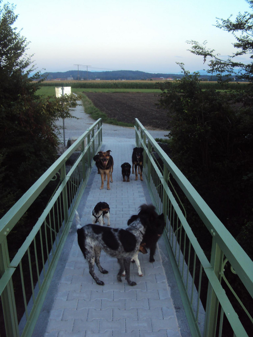 die neue Brücke