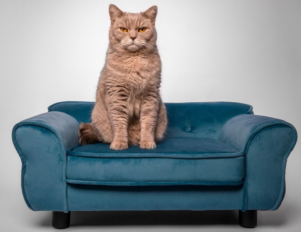 Die neue Couch Foto & Bild tiere, haustiere, katzen Bilder auf