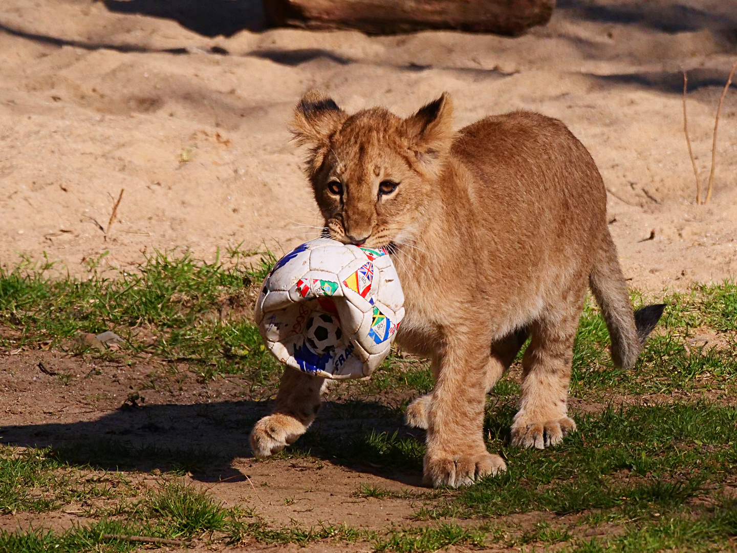 Die neue Fußballstürmerin im Zoo Gelsenkirchen