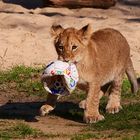 Die neue Fußballstürmerin im Zoo Gelsenkirchen