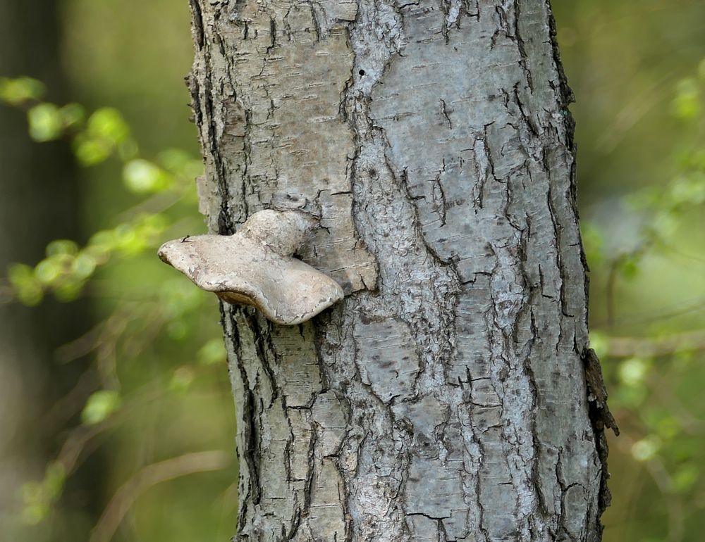 Die neue Hutmode im Wald 