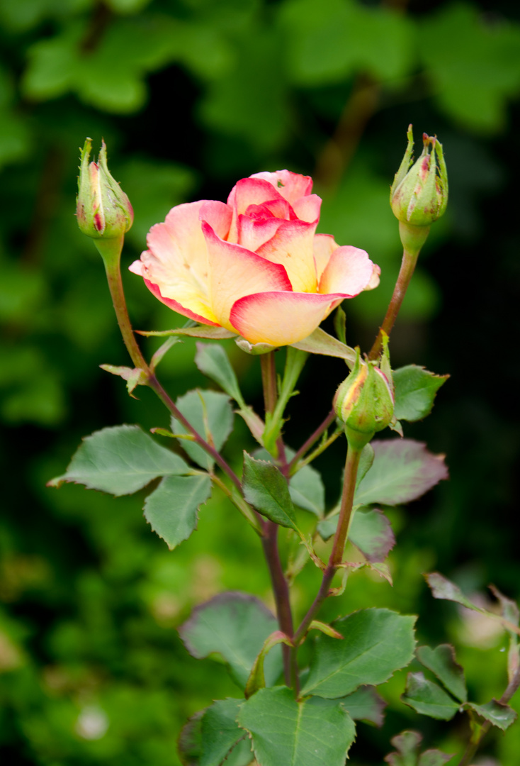 Die Neue im Garten