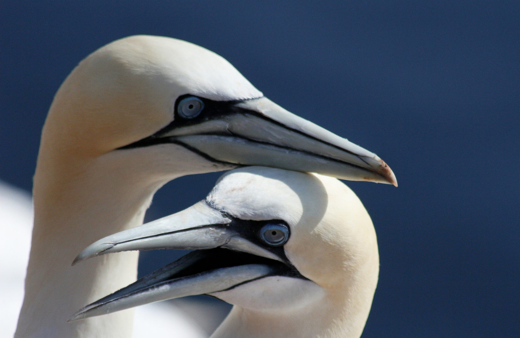 Die neue Reise nach Helgoland