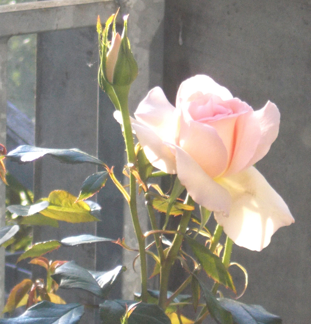 die neue Rose Foto & Bild sommer, blumen, rose Bilder auf