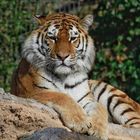 Die neue Tigerdame im Zoo Duisburg