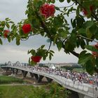 Die neue Waldschlößchenbrücke in Dresden