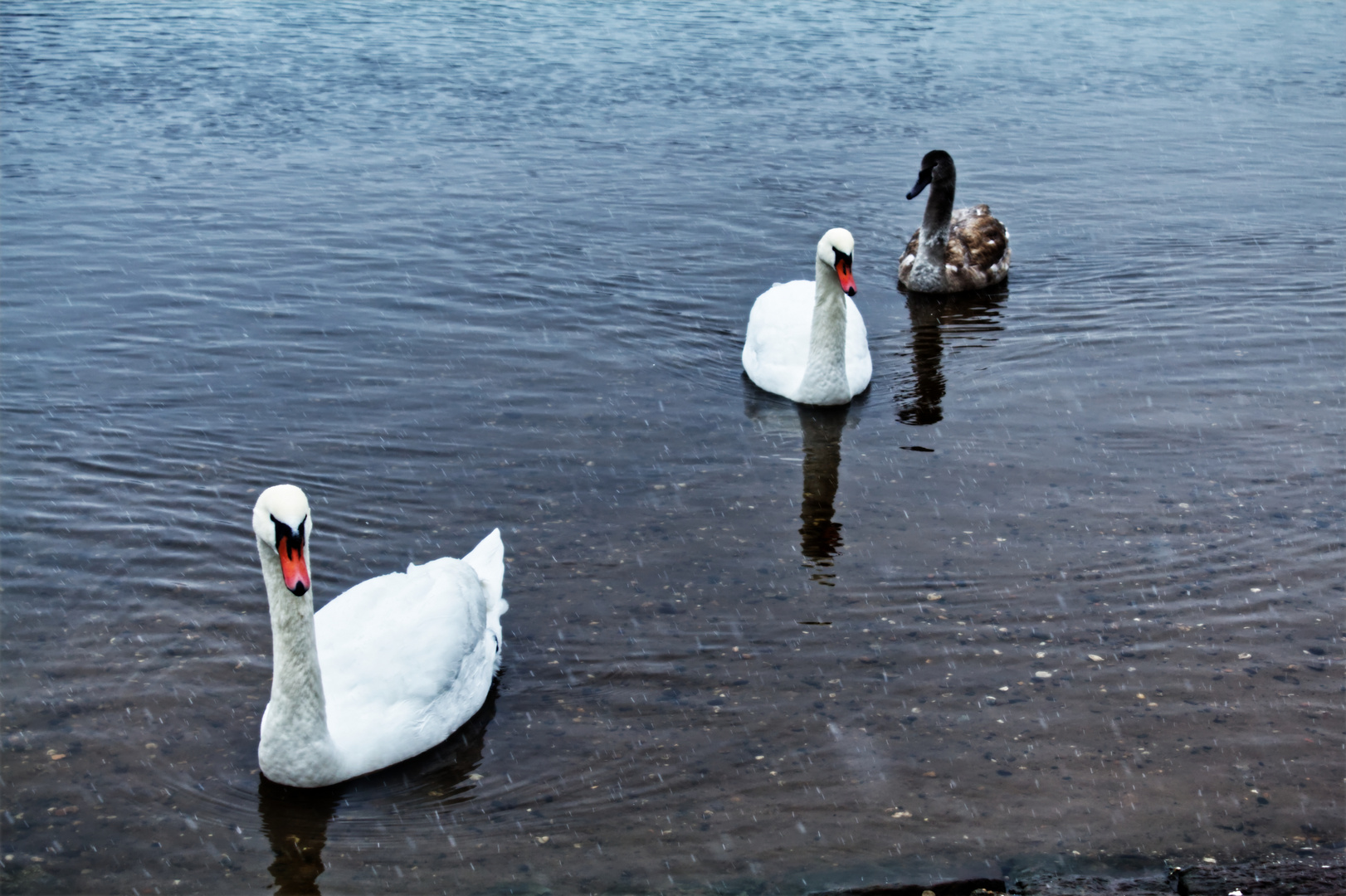 Die neue weiße Flotte