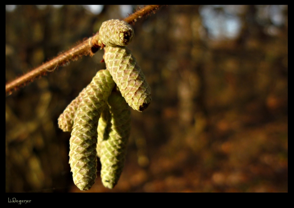 Die neuen Allergieauslöser