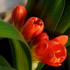 Die neuen Blüten der Clivia wagen sich zwischen den Blättern hervor.