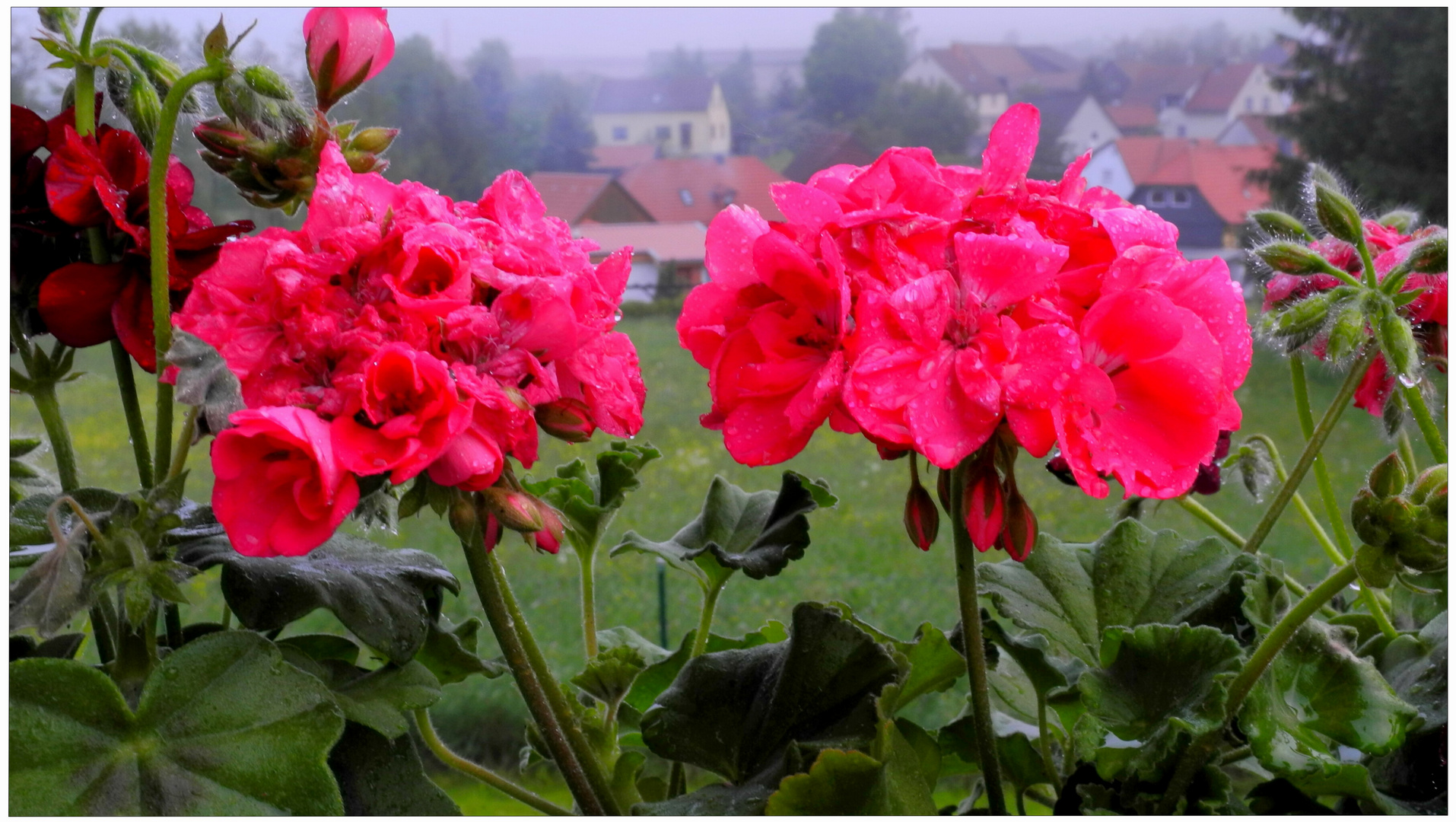 Die neuen Blumen in unserem Eingang (nuevas flores de la entrada de nuestra casa)