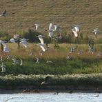 Die neuen Elfen der Nordsee