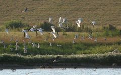 Die neuen Elfen der Nordsee