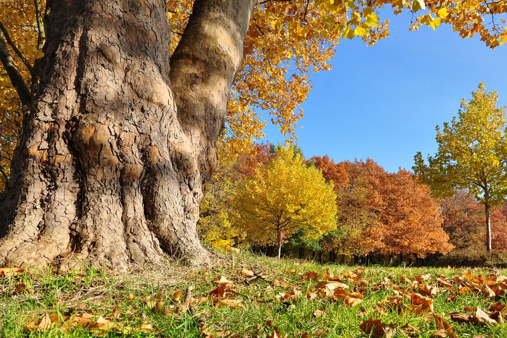 Die neuen Farben der Herbstsaison 2011..........