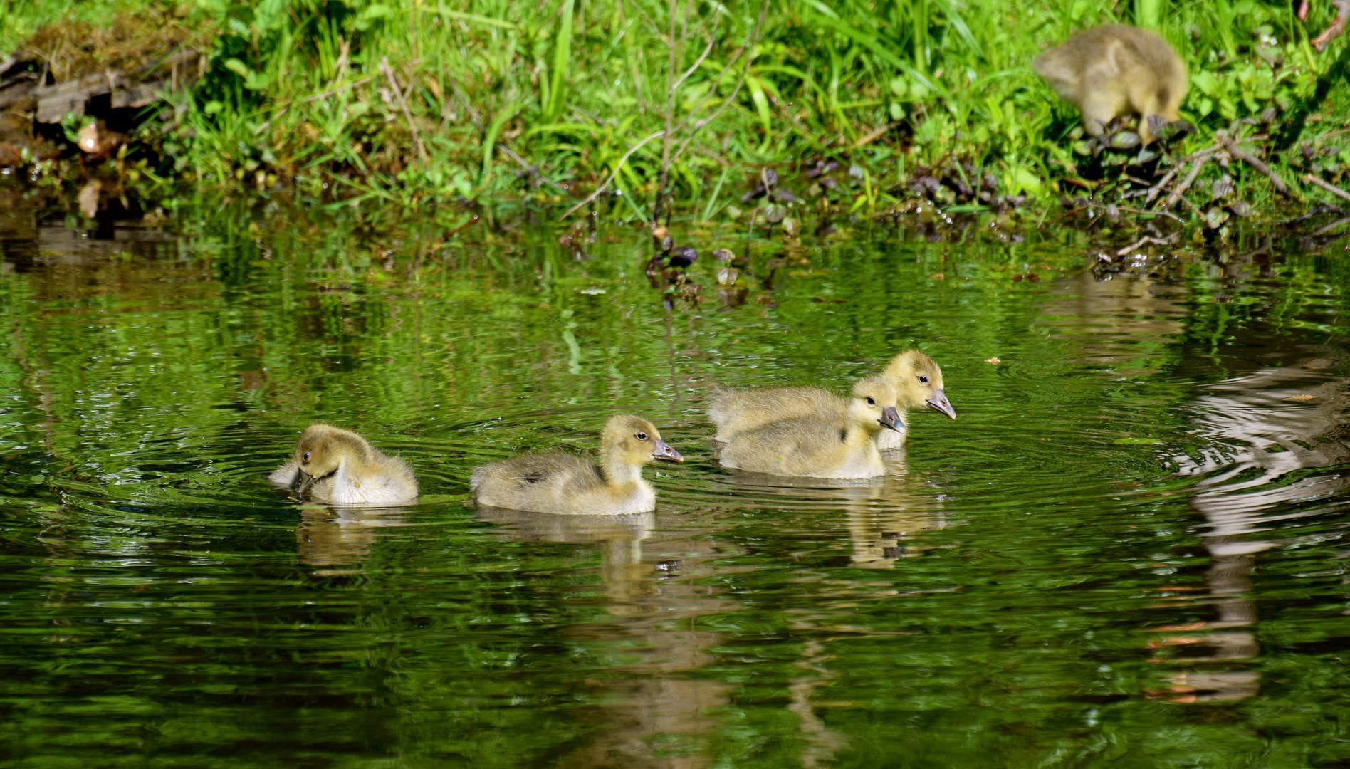 Die neuen Gänslein!