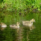 Die neuen Gänslein!