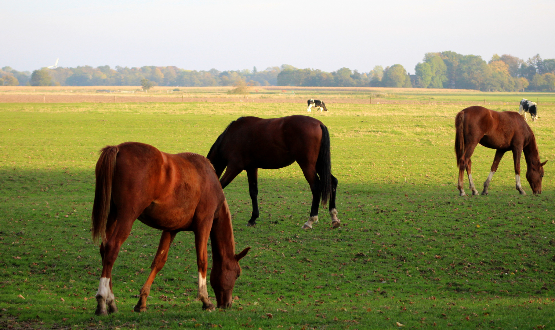 die neuen Hengste auf der Weide ...